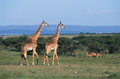 masai mara giraf