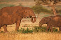 masai mara elephant