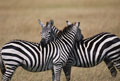 masai mara zebres