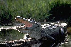 ALLIGATOR