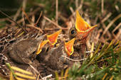 oiseau faim