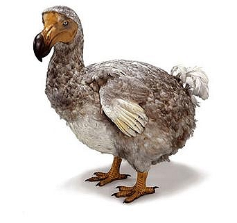 Représentation du dodo