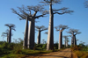 Baobab_1.jpg