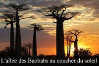 Baobab_2.jpg