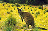 Kangaroo island