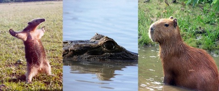 pantanal animaux