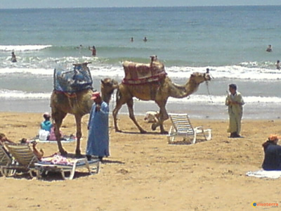 dromadaire_agadir_2.jpg