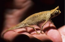 caméléon-madagascar-2cm