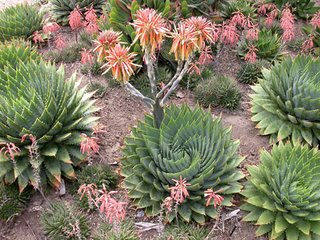 Aloe spirale